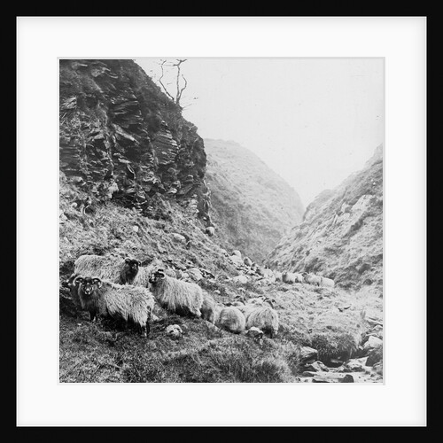 Sheep on Hillside above the Corrany, Isle of Man by George Bellett Cowen